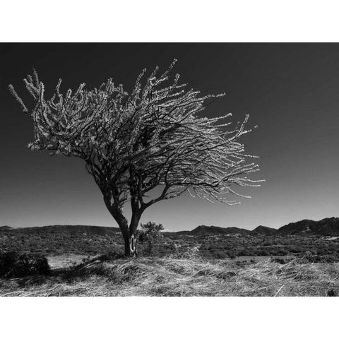 Start Spring Tree Black Modern Wood Framed Art Print by Nalbandian, Nish