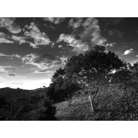 Evening Jungle Trees Black Modern Wood Framed Art Print by Nalbandian, Nish