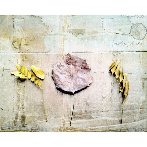 Herbarium III Black Modern Wood Framed Art Print with Double Matting by Blixt, Ingrid