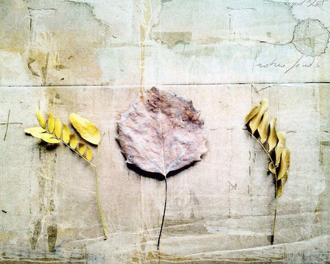 Herbarium III White Modern Wood Framed Art Print with Double Matting by Blixt, Ingrid