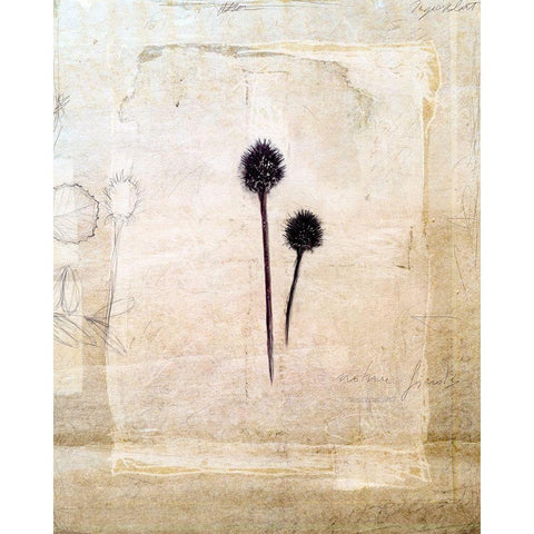 Herbarium IV White Modern Wood Framed Art Print by Blixt, Ingrid
