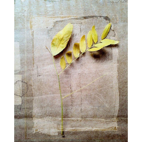 Herbarium V White Modern Wood Framed Art Print by Blixt, Ingrid