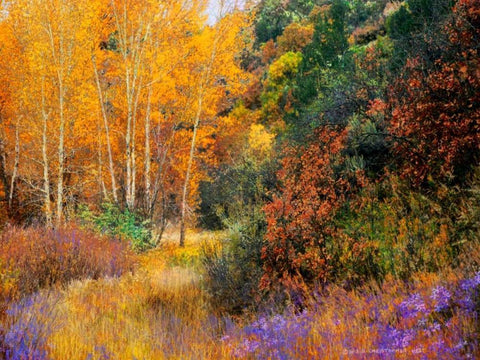 Lost Canyon Larkspurs I White Modern Wood Framed Art Print with Double Matting by Vest, Chris