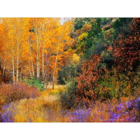 Lost Canyon Larkspurs I Black Modern Wood Framed Art Print with Double Matting by Vest, Chris