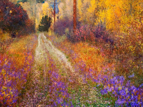 Lost Canyon Larkspurs II Black Ornate Wood Framed Art Print with Double Matting by Vest, Chris