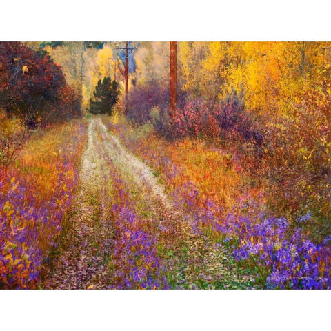 Lost Canyon Larkspurs II Black Modern Wood Framed Art Print by Vest, Chris
