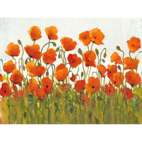 Rows of Poppies I White Modern Wood Framed Art Print by OToole, Tim