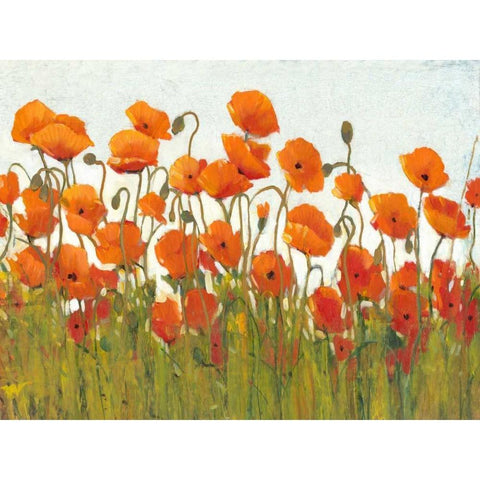 Rows of Poppies II White Modern Wood Framed Art Print by OToole, Tim