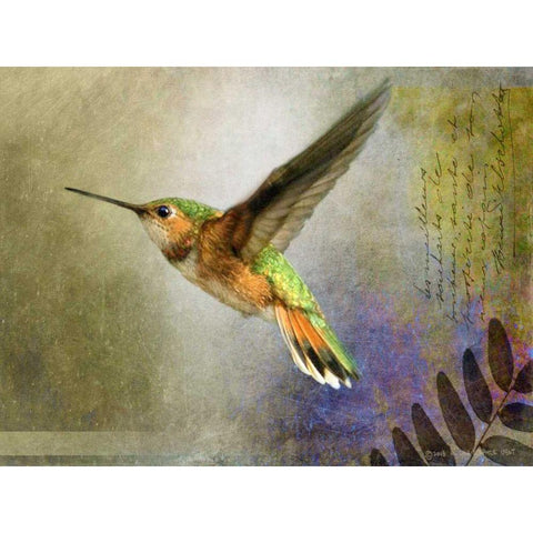 Hummer Flight Black Modern Wood Framed Art Print by Vest, Chris