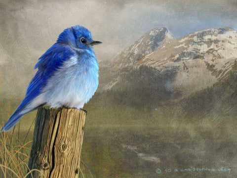 Mountain Blue Bird White Modern Wood Framed Art Print with Double Matting by Vest, Chris