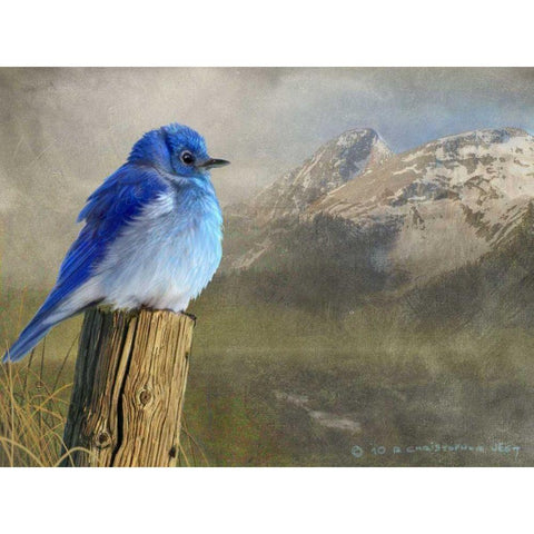 Mountain Blue Bird White Modern Wood Framed Art Print by Vest, Chris