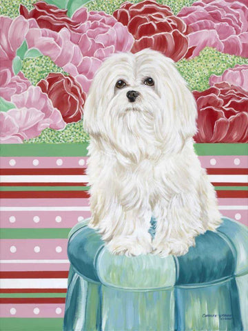 Della Rose Maltese White Modern Wood Framed Art Print with Double Matting by Vitaletti, Carolee