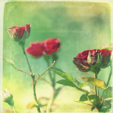 Waiting on Purple II Black Modern Wood Framed Art Print by Jorgensen, Jennifer