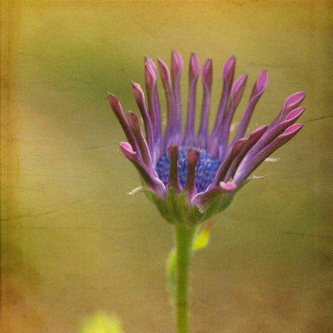 Waiting on Purple III White Modern Wood Framed Art Print by Jorgensen, Jennifer