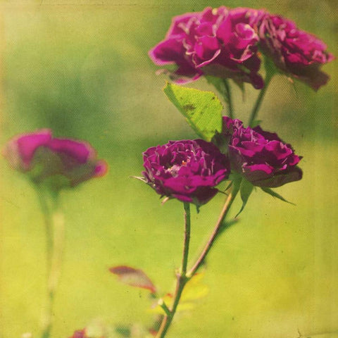 Waiting on Purple IV Black Modern Wood Framed Art Print with Double Matting by Jorgensen, Jennifer