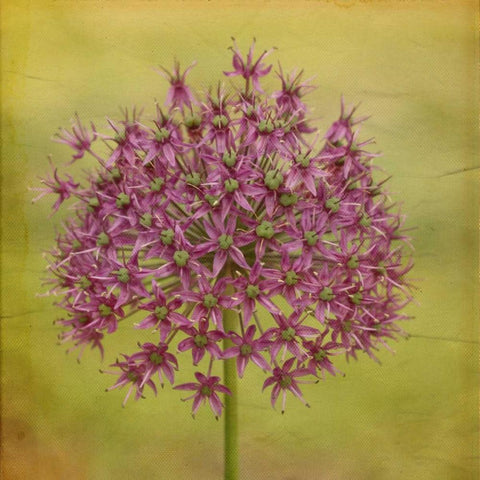 Waiting on Purple V Black Ornate Wood Framed Art Print with Double Matting by Jorgensen, Jennifer