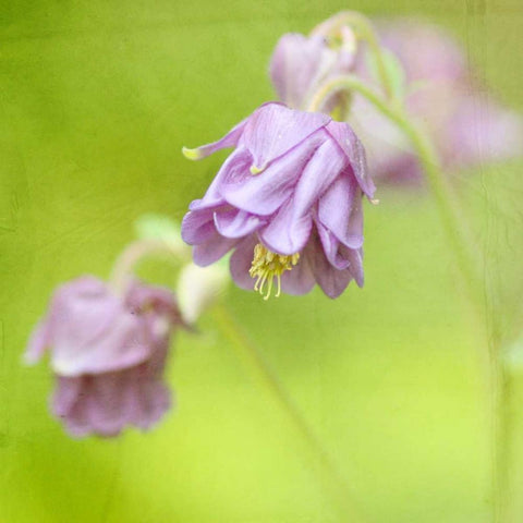 Waiting on Purple X White Modern Wood Framed Art Print with Double Matting by Jorgensen, Jennifer