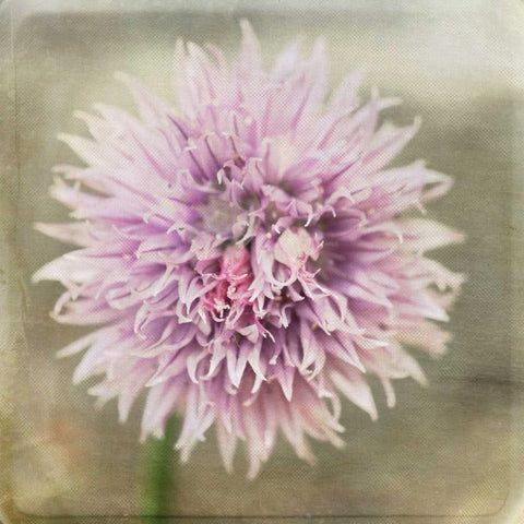 Waiting on Purple XII White Modern Wood Framed Art Print with Double Matting by Jorgensen, Jennifer