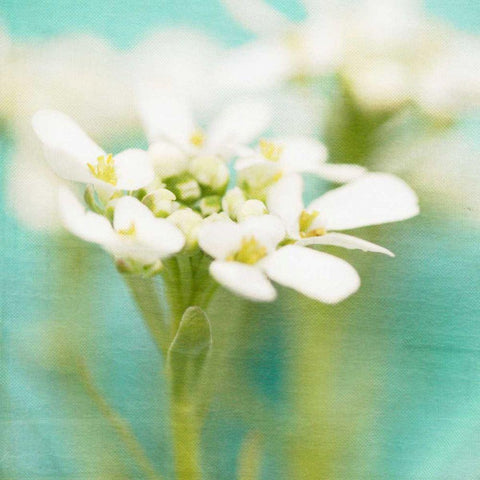 White Flowers I Gold Ornate Wood Framed Art Print with Double Matting by Jorgensen, Jennifer