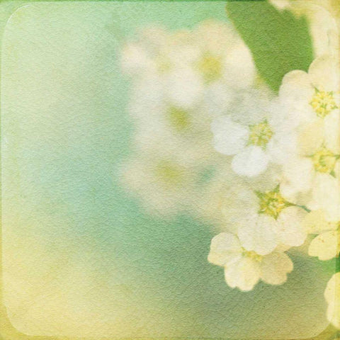 White Flowers II Black Ornate Wood Framed Art Print with Double Matting by Jorgensen, Jennifer