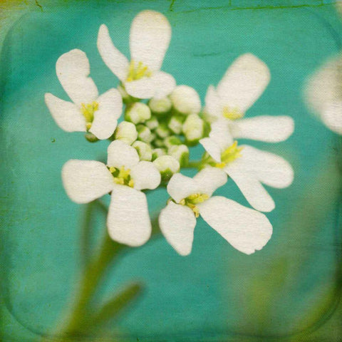 White Flowers III Black Modern Wood Framed Art Print by Jorgensen, Jennifer