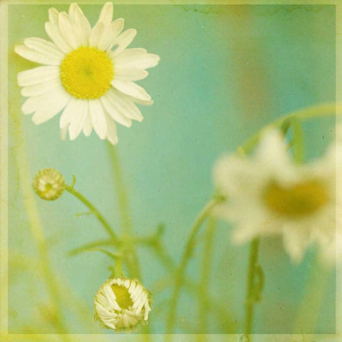 White Flowers IV White Modern Wood Framed Art Print by Jorgensen, Jennifer