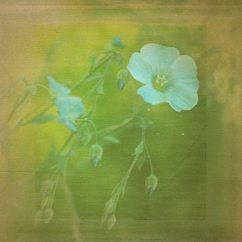 White Flowers VI Black Modern Wood Framed Art Print with Double Matting by Jorgensen, Jennifer