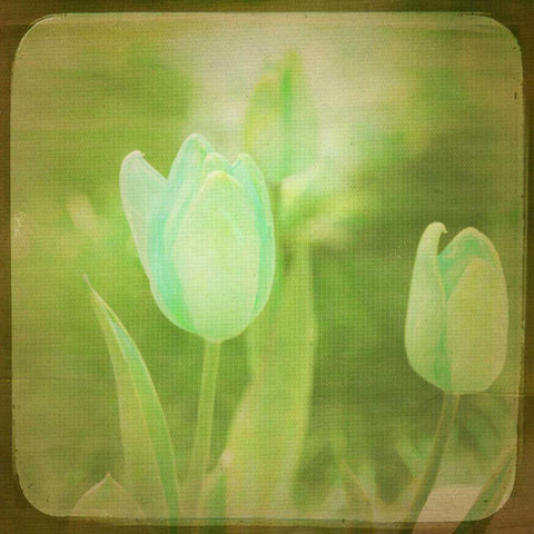 White Flowers VIII White Modern Wood Framed Art Print by Jorgensen, Jennifer
