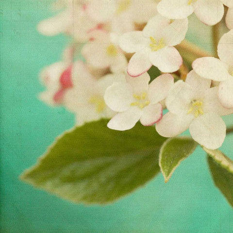 White Flowers IX Black Ornate Wood Framed Art Print with Double Matting by Jorgensen, Jennifer