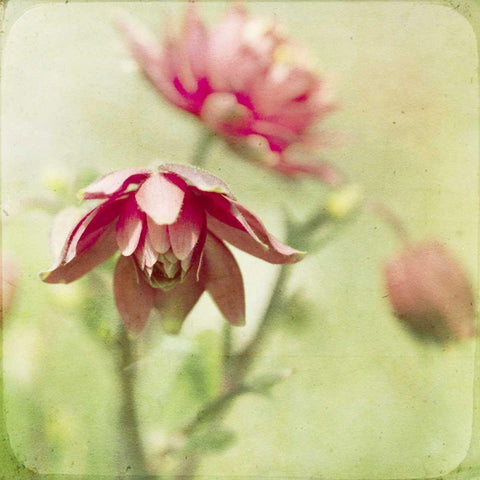 Dream in Pink VIII White Modern Wood Framed Art Print by Jorgensen, Jennifer