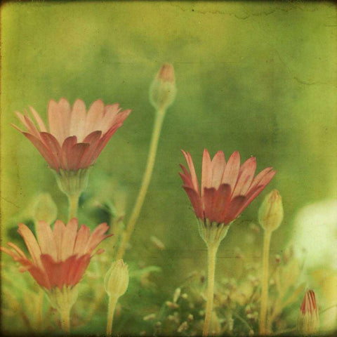 Dream in Pink IX Gold Ornate Wood Framed Art Print with Double Matting by Jorgensen, Jennifer