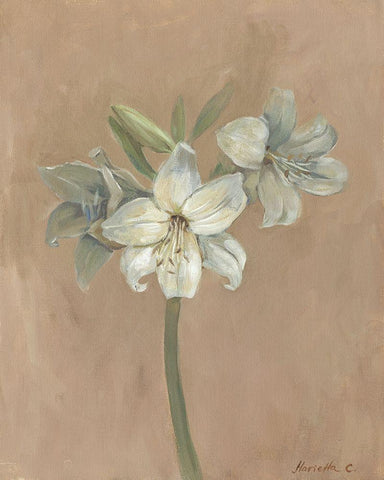Blooms and Stems IV White Modern Wood Framed Art Print with Double Matting by Cohen, Marietta