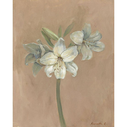 Blooms and Stems IV White Modern Wood Framed Art Print by Cohen, Marietta