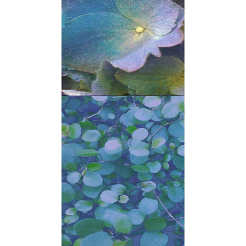 Hydrangea Mix I Black Modern Wood Framed Art Print with Double Matting by Mountain, Ricki
