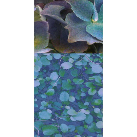 Hydrangea Mix II White Modern Wood Framed Art Print by Mountain, Ricki