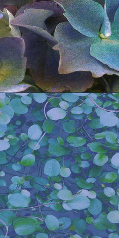 Hydrangea Mix II Black Ornate Wood Framed Art Print with Double Matting by Mountain, Ricki