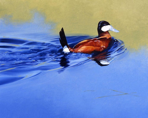 Ruddy and Blue White Modern Wood Framed Art Print with Double Matting by Chapman, Julie T.