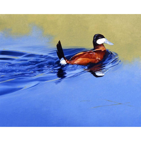 Ruddy and Blue Black Modern Wood Framed Art Print by Chapman, Julie T.