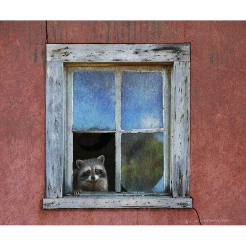 Raccoon Window Black Modern Wood Framed Art Print with Double Matting by Vest, Chris
