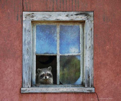 Raccoon Window Black Ornate Wood Framed Art Print with Double Matting by Vest, Chris