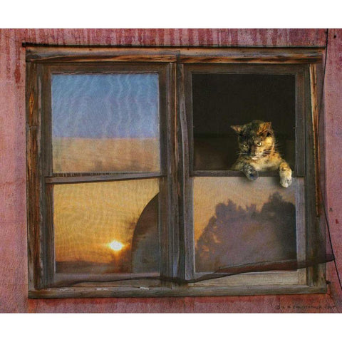Kitten Window Black Modern Wood Framed Art Print with Double Matting by Vest, Chris