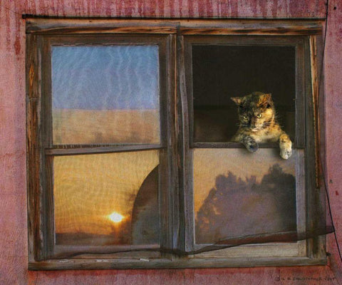 Kitten Window White Modern Wood Framed Art Print with Double Matting by Vest, Chris