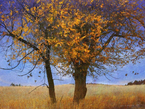 Yellow Elm White Modern Wood Framed Art Print with Double Matting by Vest, Chris