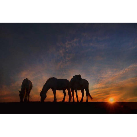 Camargue Sunrise White Modern Wood Framed Art Print by PHBurchett