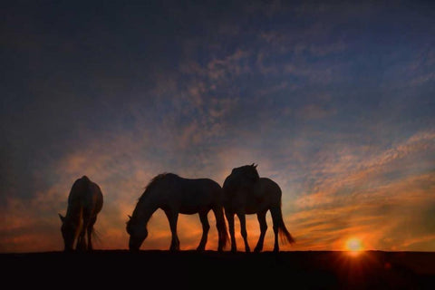 Camargue Sunrise White Modern Wood Framed Art Print with Double Matting by PHBurchett