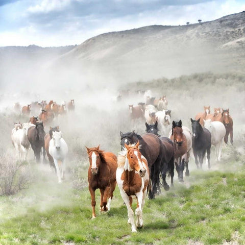 Stampede II White Modern Wood Framed Art Print by PHBurchett