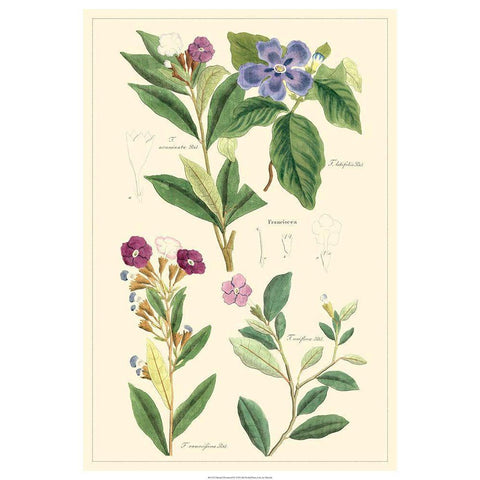 Dietrich Botanical I Black Modern Wood Framed Art Print by Dietrich