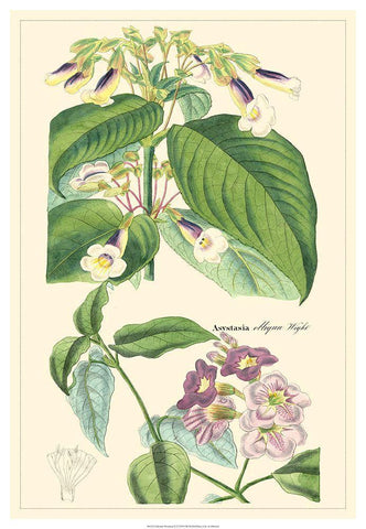 Dietrich Botanical II White Modern Wood Framed Art Print with Double Matting by Dietrich