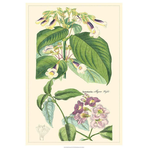 Dietrich Botanical II Black Modern Wood Framed Art Print with Double Matting by Dietrich