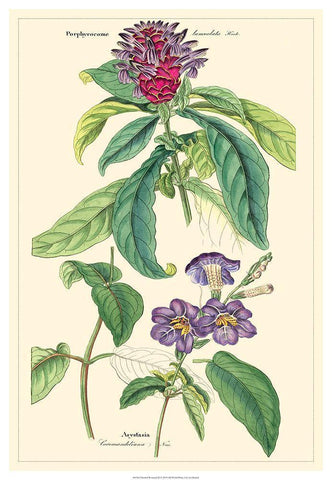 Dietrich Botanical III Black Ornate Wood Framed Art Print with Double Matting by Dietrich